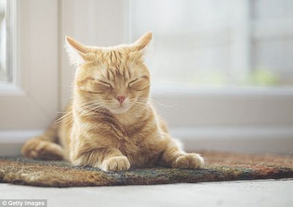 هل تعرض المنتجات المنزلية حيواناتنا الأليفة للخطر؟