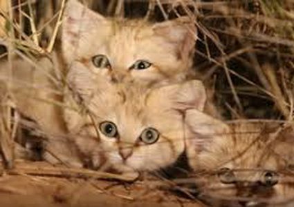 سيدة تركية تصيد القطط وتحولها "شاورما" للسوريين!