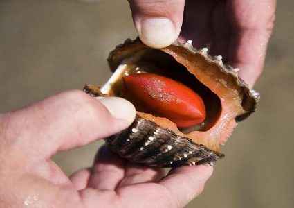 "المحار" يعالج السرطان دون آثار جانبية!