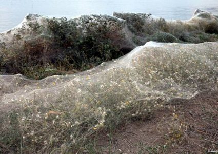 آلاف العناكب تجتاح مدينة يونانية وتغطيها بشباكها