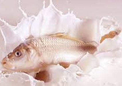 العلم يدحض "الكذبة الكبرى" عن السمك واللبن