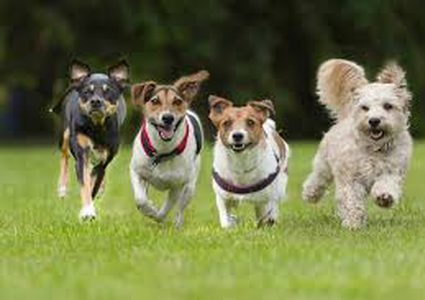 أوسمة وحمامات معطرة لـ"كلاب" متقاعدة!