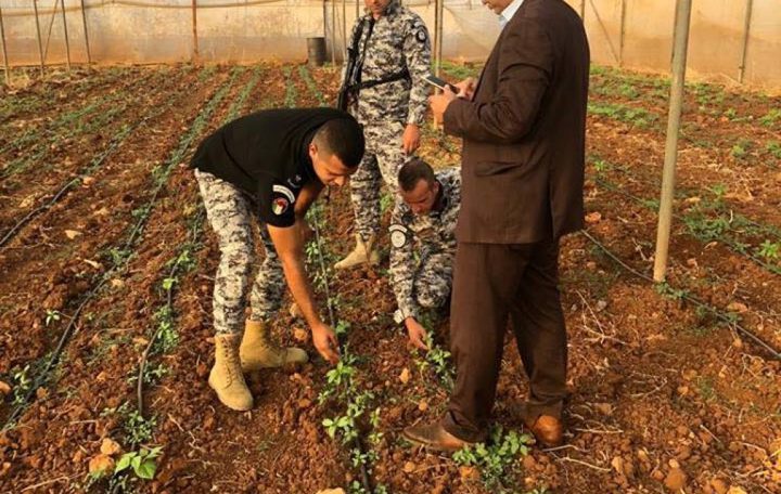ضبط مشتل ماريجوانا في جنين