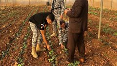 ضبط مشتل ماريجوانا في جنين