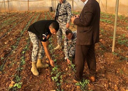 ضبط مشتل ماريجوانا في جنين