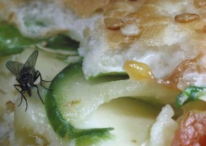 "الذباب" يُدرُّ الملايين على شقيقين بريطانيين