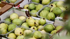 فاكهة "مدينة الجدارين" المدللة في بيوت الأردنيين