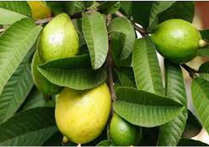 أول شحنة جوافة إلى الأردن