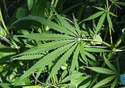 ضبط (65) شتلة يشتبه أنَّها مخدّرة في الخليل