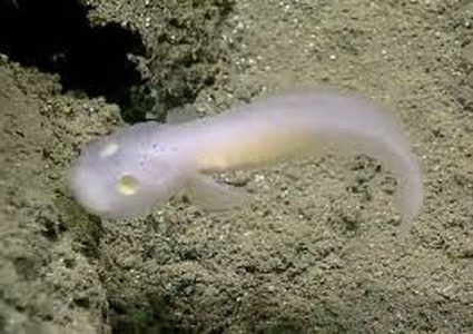 السمك الشبح.. "يذوب" إذا خرج من الماء