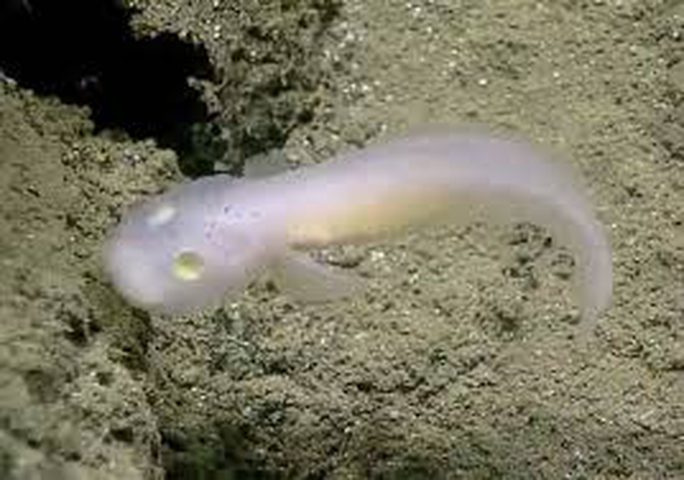 السمك الشبح.. "يذوب" إذا خرج من الماء