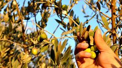 موسم الزيتون يفيض بالذكريات: كان غير شِكْل