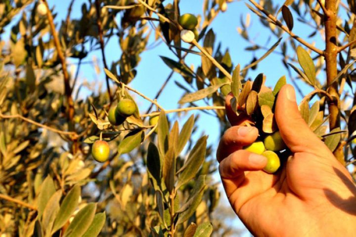 موسم الزيتون يفيض بالذكريات: كان غير شِكْل