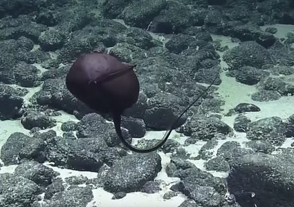 العثور على أسماك غريبة في هاواي! (فيديو)