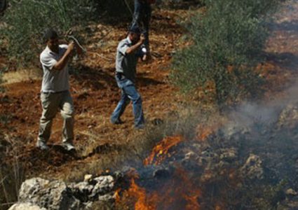 مستوطن يحرق حقول زيتون جنوب نابلس