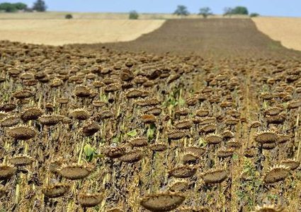 الولايات المتحدة أكبر متضررين الاحتباس الحراري