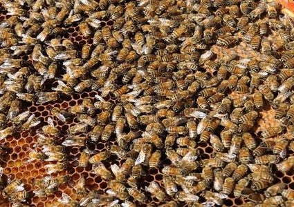 مبيدات قاتلة تعرض وجود النحل للخطر!