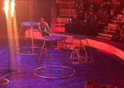 نمر يصاب بنوبة صرع أثناء عرض السيرك في روسيا!