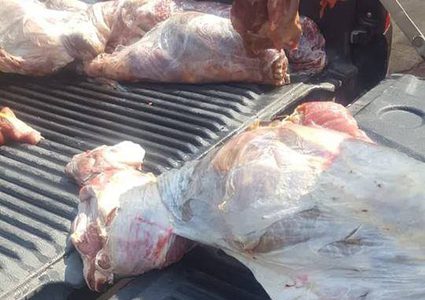 ضبط لحوم فاسدة وإتلافها في جنين