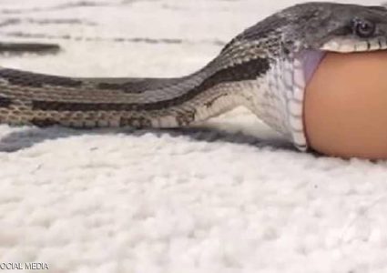 أفعى تبتلع بيضة كبيرة.. فيديو عن قرب