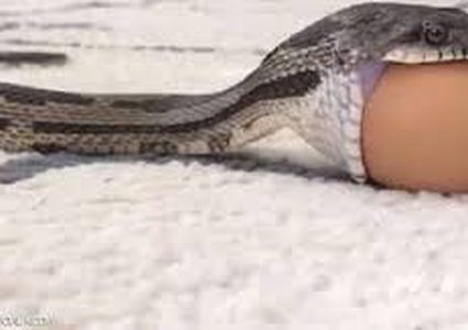 شاهد أفعى تبتلع بيضة كبيرة