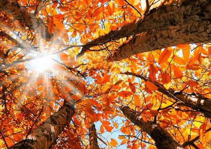 ما هي أفضل الأطعمة الخريفية المفيدة للصحة؟