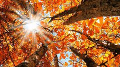 ما هي أفضل الأطعمة الخريفية المفيدة للصحة؟