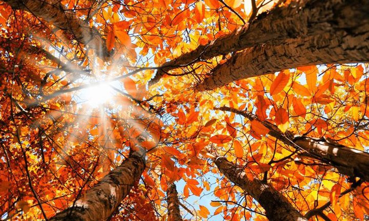 ما هي أفضل الأطعمة الخريفية المفيدة للصحة؟