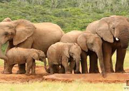 فيل يقتل سائحة أثناء التقاطها صورة له!