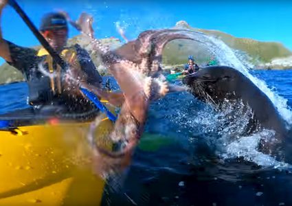 فقمة تصفع رجلا بأسلوب غريب! (فيديو)