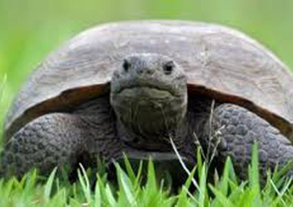 كرسي متحرك ينقذ سلحفاة!