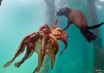 فقمة تصفع رجلا "بأخطبوط"!