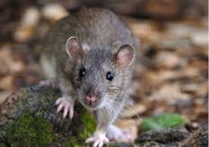 الصين تسجل أول عدوى تنتقل من الجرذان إلى البشر