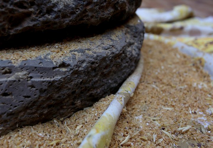 سيدة فلسطينية تطحن القمح بواسطة مطحنة حجرية داخل منزلها، في قرية جلبون بالقرب من مدينة جنين في الضفة الغربية.