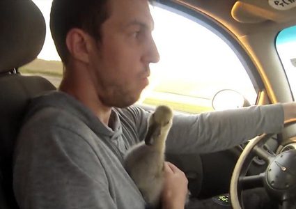 بيلاروسي يوثق حياته مع إوزة على يوتيوب! (فيديو)