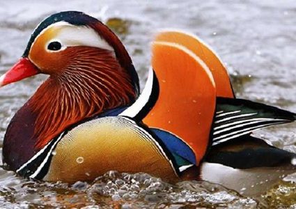 الصين.. اكتشاف نسخة جديدة من إنفلونزا الطيور!