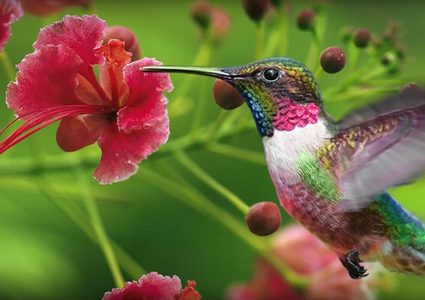 اكتشاف نوع جديد من أصغر الطيور على وجه الأرض