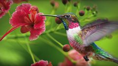 اكتشاف نوع جديد من أصغر الطيور على وجه الأرض