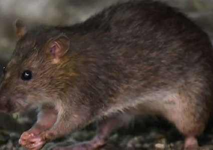 تسجيل أول إصابة بشرية في العالم بـ"داء الجرذان"