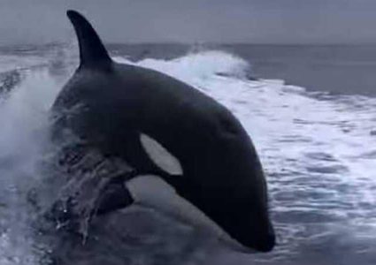 حيتان أوركا القاتلة تطارد صيادين