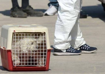 إنقاذ كلبة مهاجرة علقت في عرض البحر