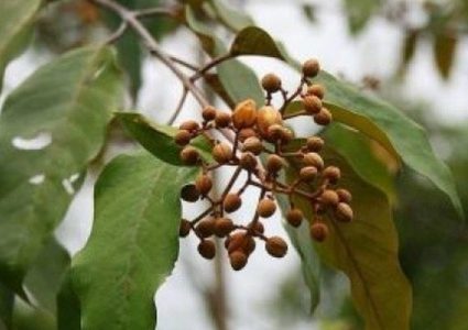 هل يمكن لنبات الأمازون علاج سرطان الكبد؟