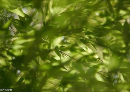 العثور على حيوان "منقرض" في إندونيسيا