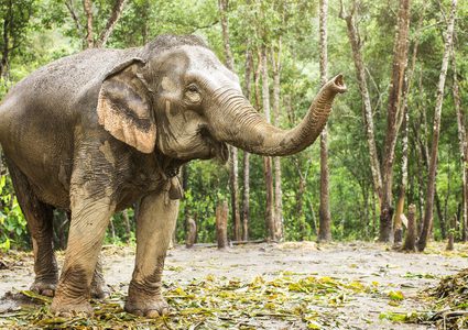 فيل يطارد طفلا ويدهسه (فيديو)