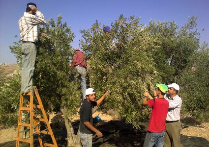 تسليم أدوات قطف الزيتون للمزارعين في طولكرم