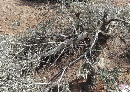 مستوطنون يقتلعون أشجار زيتون في قرية ترمسعيا