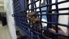 الاحتلال يماطل في تقديم العلاج  لـ 3 أسرى