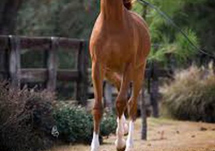 هلع عقب اقتحام حصان هائج لمقهى فرنسي! (فيديو)