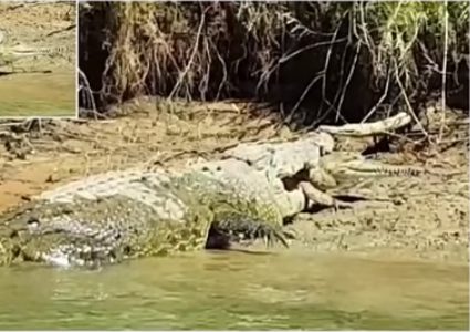 تمساح يلتهم أخر حيا أمام عدسة الكاميرا!