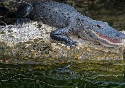 تمساح يلتهم "أخيه"حيًا!